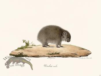 Cuvier 209 Male Wombat